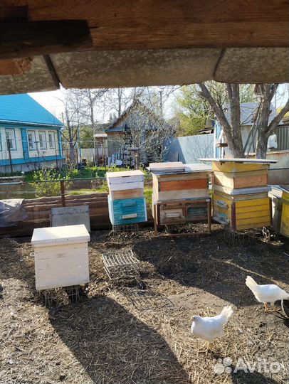 Продаю ульи