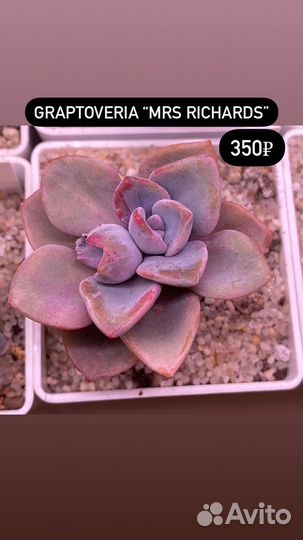 Суккуленты