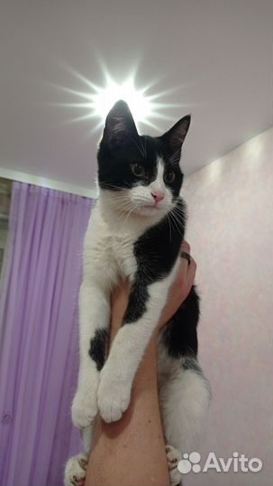 Самый лучший котик