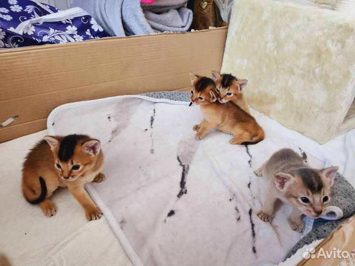Продаются котята