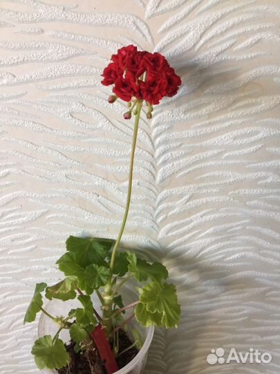 Пеларгония герань сортовая