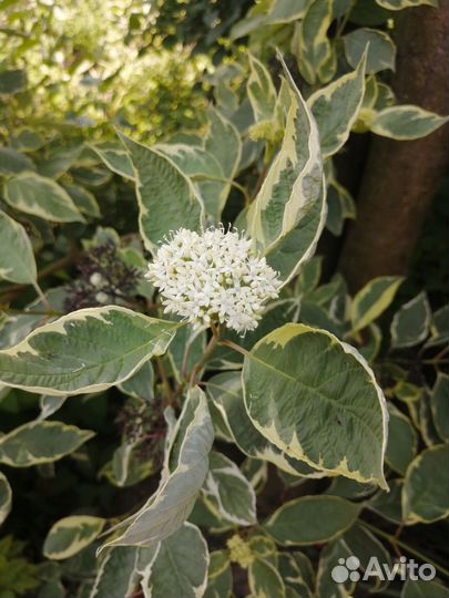 Многолетние растения для сада