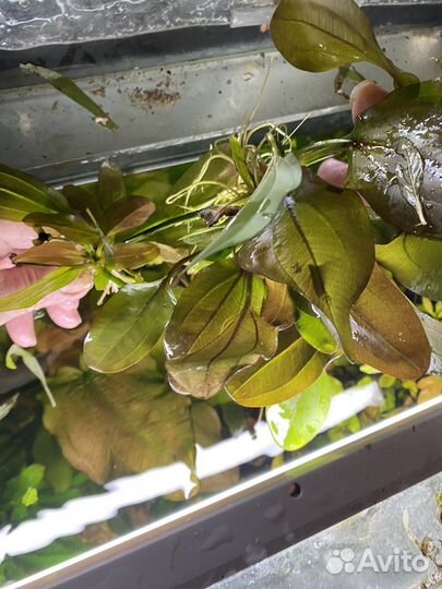 Эхинодорус цветущий