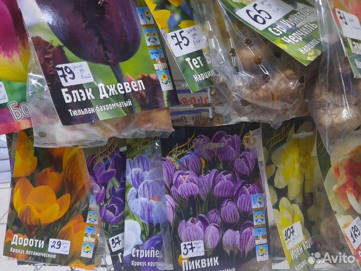 Луковичные цветы