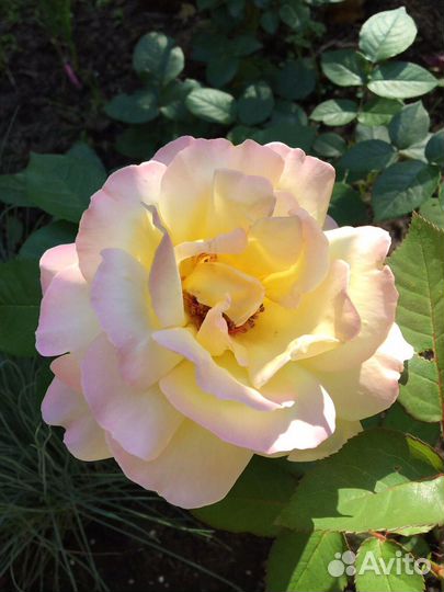 Роза Rosa 'Gloria Dei'