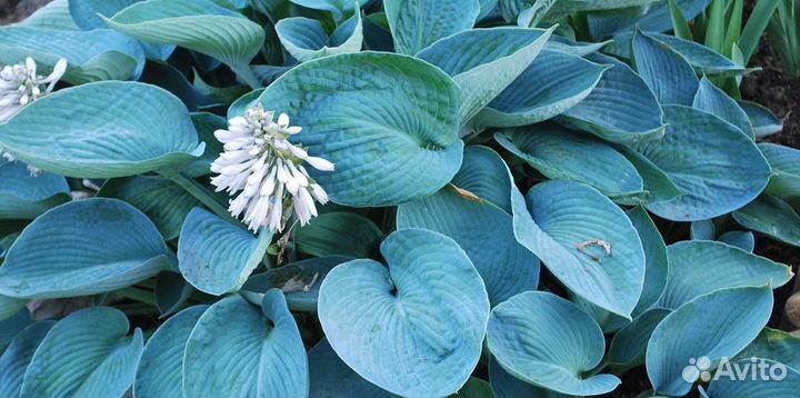 Растения для сада хосты, дейция, традесканция