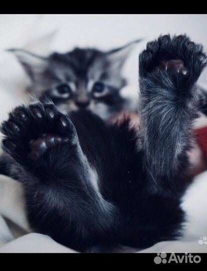 Полидакты и классики котята и вязка