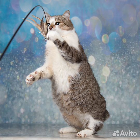 Кошечка Мурочка - круглая фигурочка