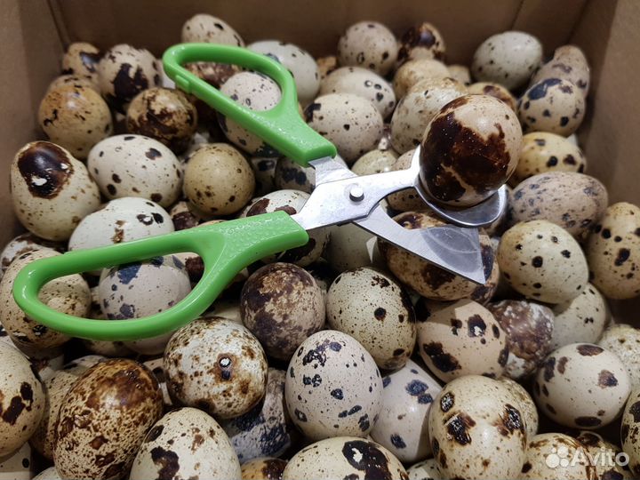 Домашние перепелиные яйца