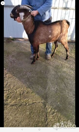 Козлята камори