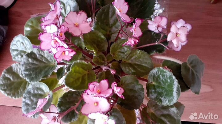 Сортовые фиалки