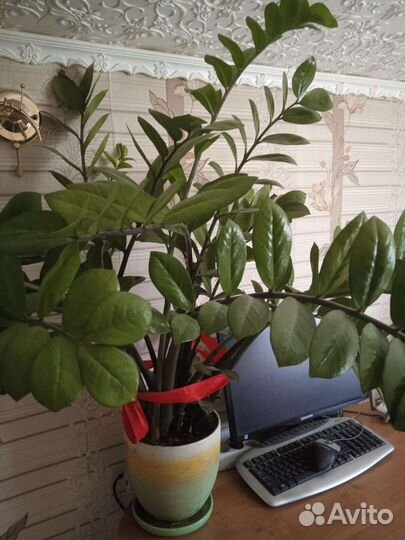 Замиокулькас