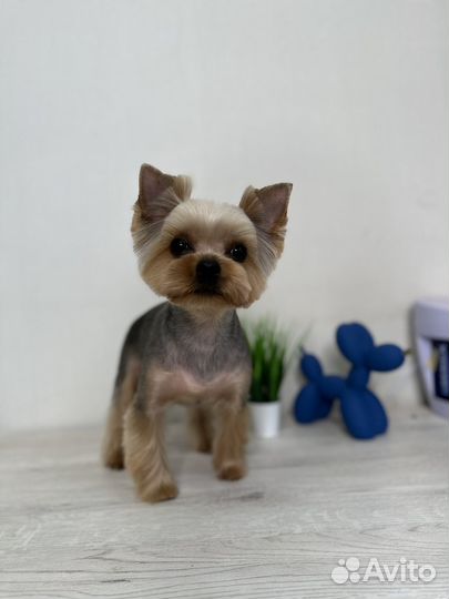 Стрижка собак зоостудия Novik groom