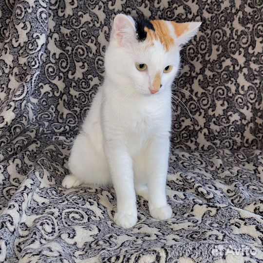 Отдам в добрые руки кошку