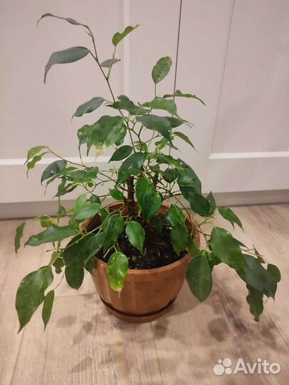 Фикус Бенджамина Кинки вариегат. Драцена Маргината