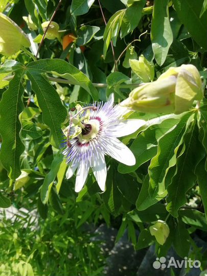 Маракуя Пассифлора