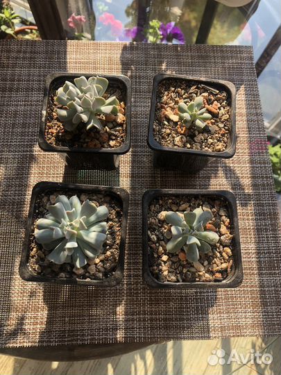 Эхеверия Руньона 