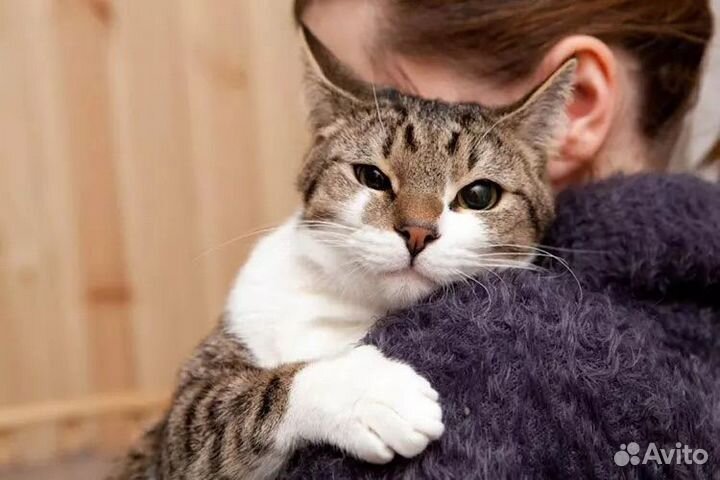 Передержка для кошек