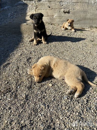 Щенки бесплатно