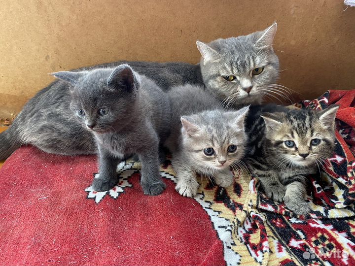 Котята метисы шотландские