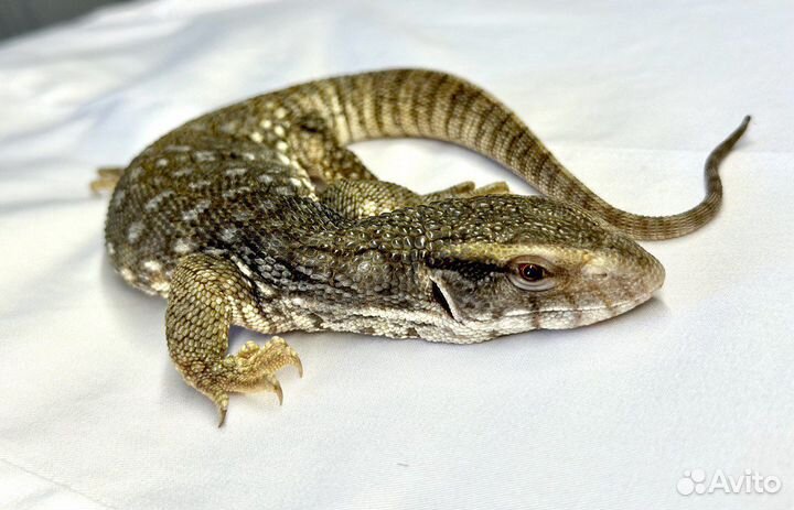 Рептилии (капычи)