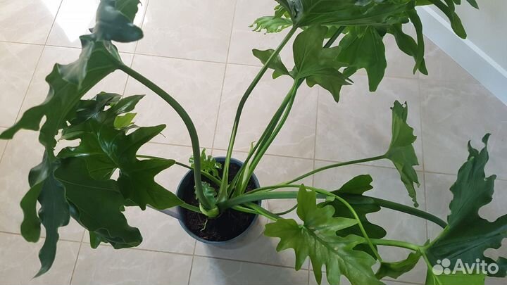 Комнатное растение - Филодендрон Хоуп