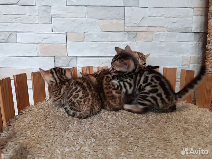 Бенгальские котята