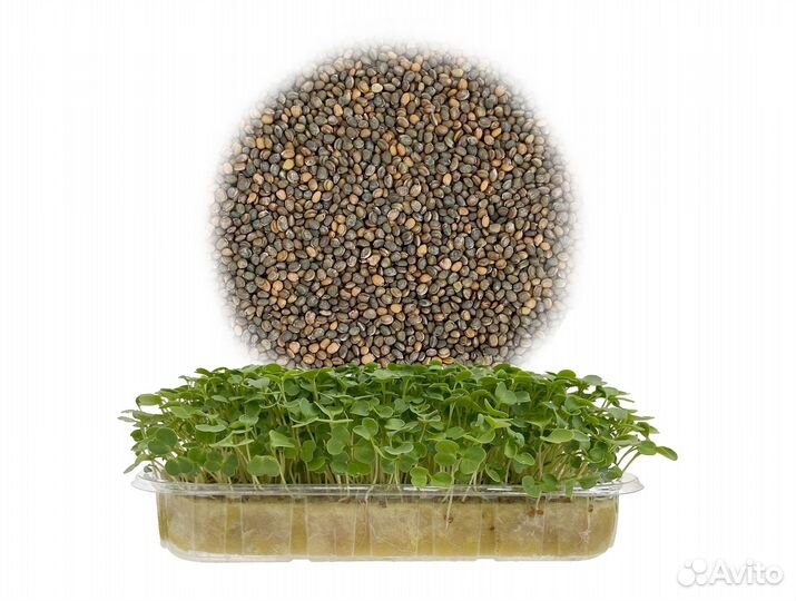 Семена Микрозелень от 50 грамм арт.0033