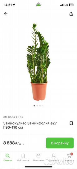 Замиокулькас