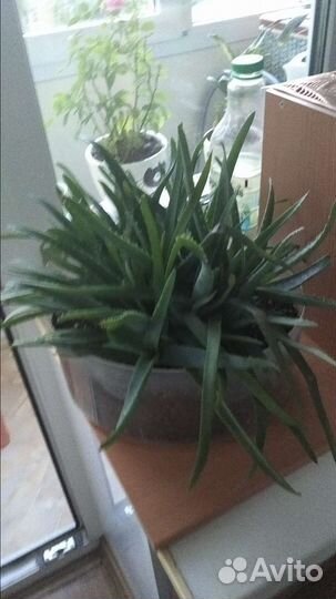 Алое вера, цветы домашние