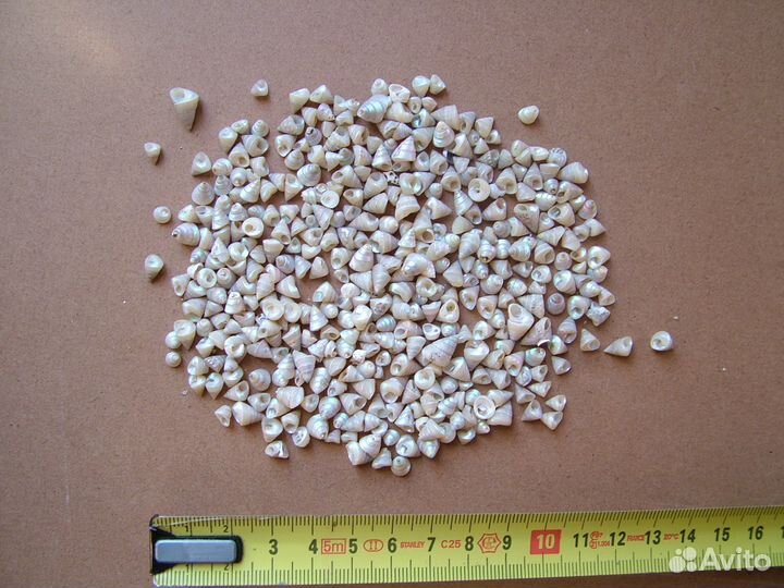 Ракушки для поделок или аквариума