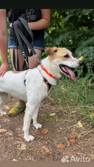 Вот такая красотка ищет дом и верного друга