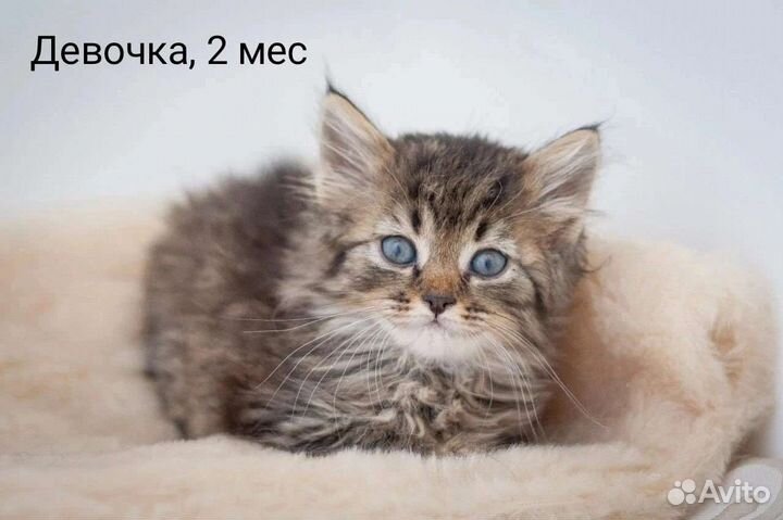 Карапузики