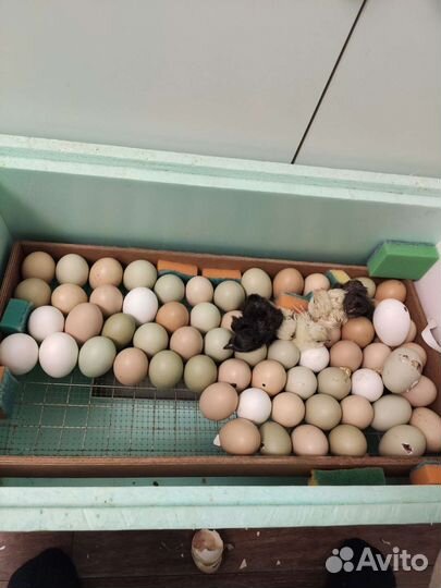 Цыплята суточные