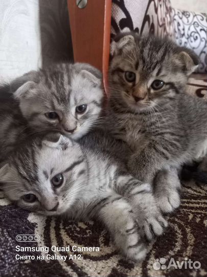 Шотландская