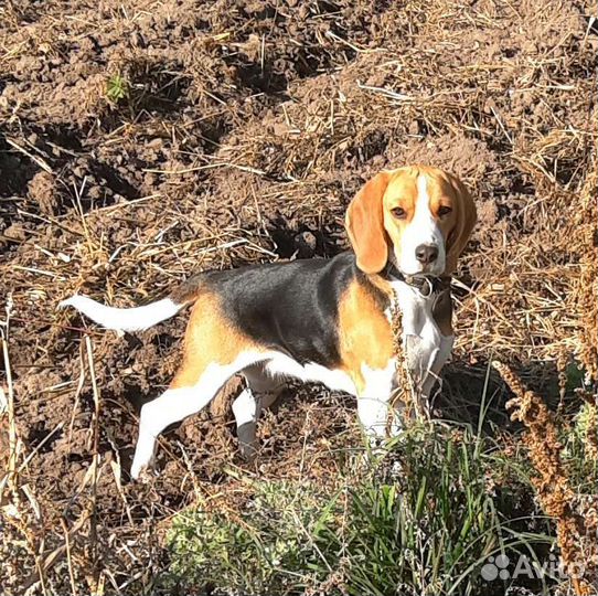 Бигль,щенки(охотники)