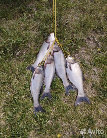 Технопланктон оптом и в розницу