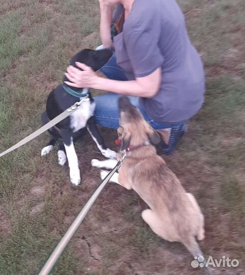 Щенки в добрые руки