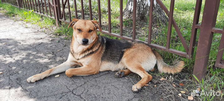 Молодой пёс Братик в добрые руки
