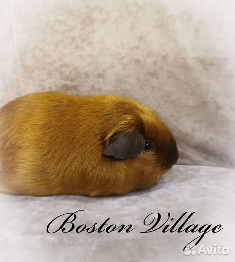 Морская свинка девочка сатиновая Калифорния