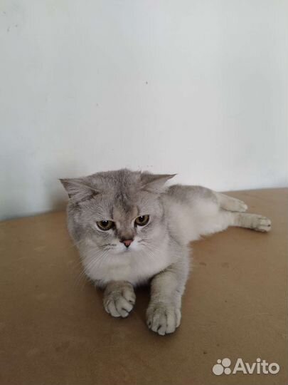 Серебристая Шиншилла, вязка