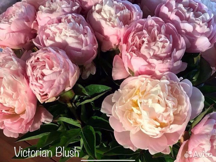 Пионы деленки Victorian Blush