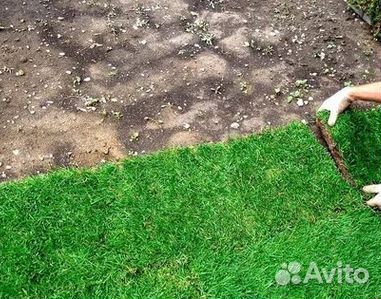 Газон от производителя