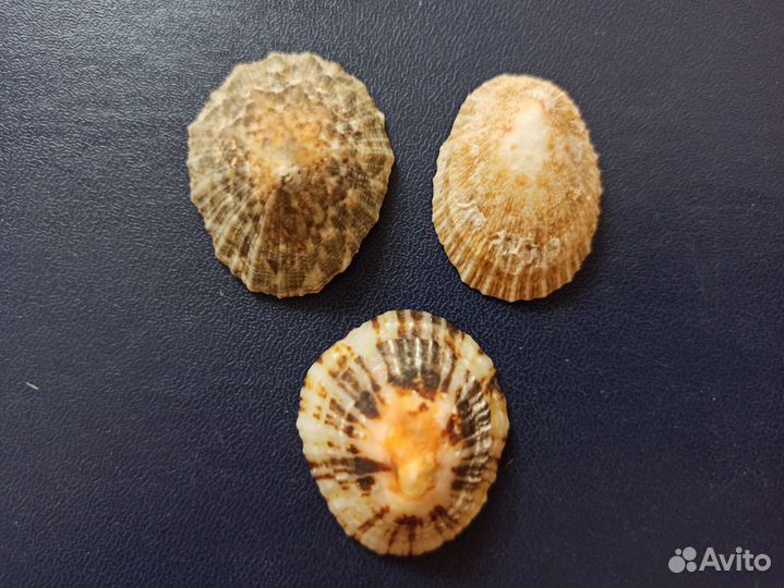 Морские раковины