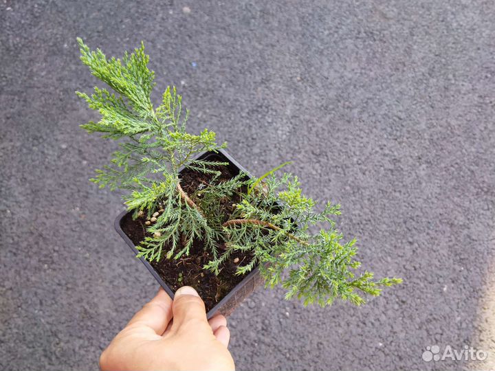 Можжевельник