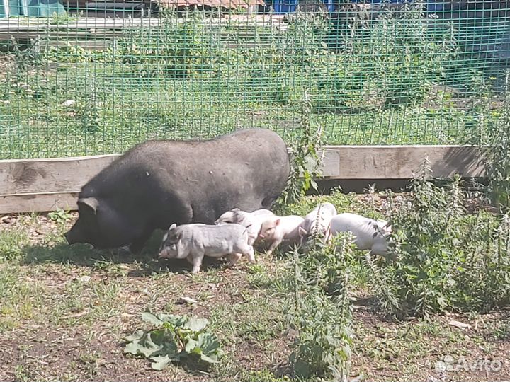 Продам вьетнамских поросят