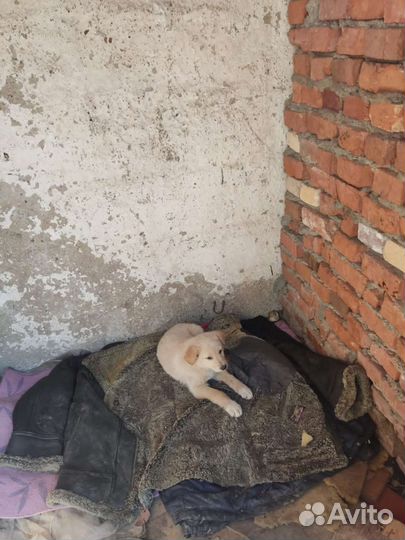 Щенки бесплатно