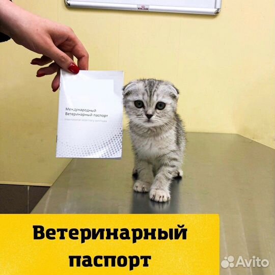 Ветеринарный врач. Круглосуточный выезд на дом