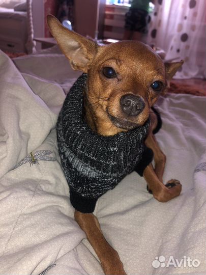 Мини той-терьер