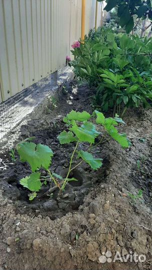 Саженцы винограда сорт Молдова